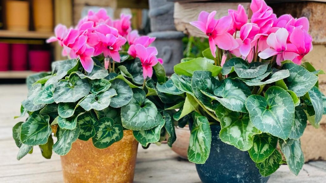 רקפות, משתלת חדווה בגן רקפות, משתלת חדווה בגן