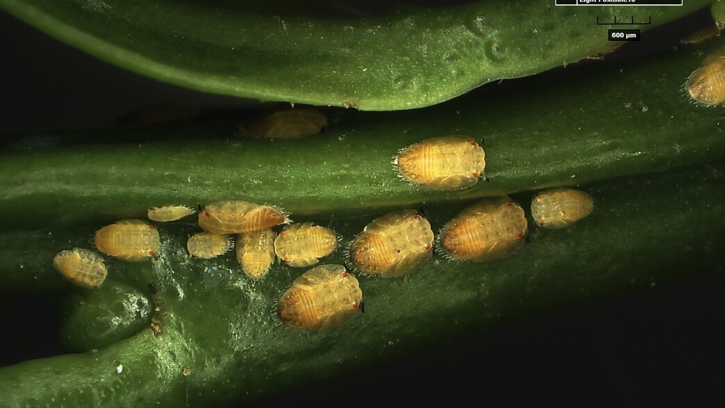 המזיק "פסילת ההדר האסייתית"