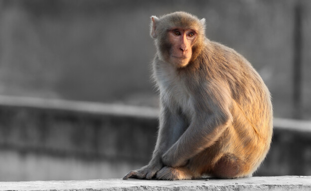 קוף מקוק-רזוס (צילום: SoniaDigital, shutterstock)