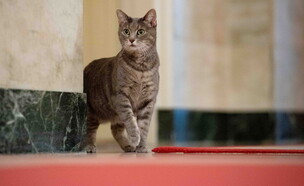 החתולה הנשיאותית החדשה ווילו (צילום: רויטרס)