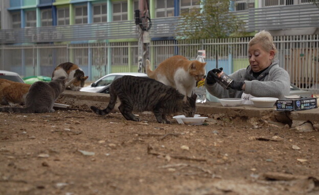 ליז נורל, מאכילה חתולי רחוב (צילום: חדשות 12)