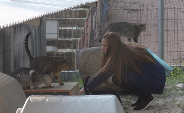אורית שקדי, מאכילה חתולי רחוב (צילום: חדשות 12)