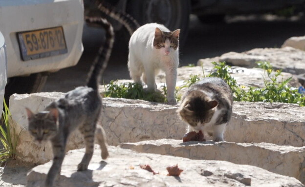 חתולי הרחוב (צילום: חדשות 12)