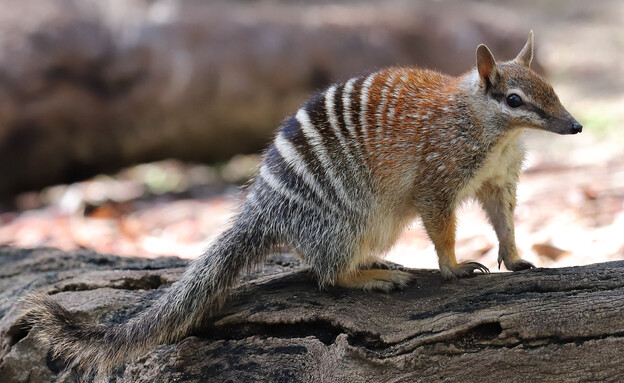 נומבט אוסטרליה (צילום: Ken Griffiths, shutterstock)