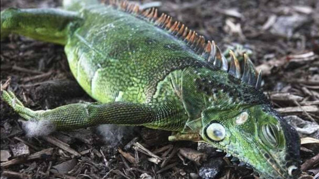 איגואנה שקפאה ונפלה על הקרקע בפלורידה, ארה"ב