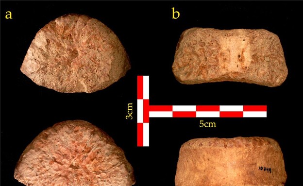 הממצא הקדום ביותר של אדם קדמון שהתגלה בישראל (צילום: רשות העתיקות)