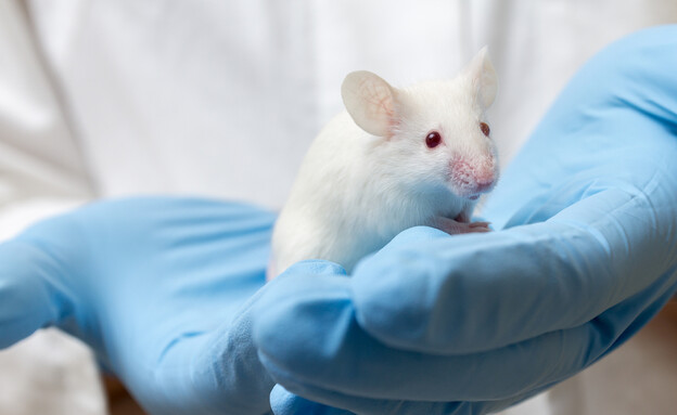 עכבר מעבדה (צילום: Mirko Sobotta, Shutterstock)