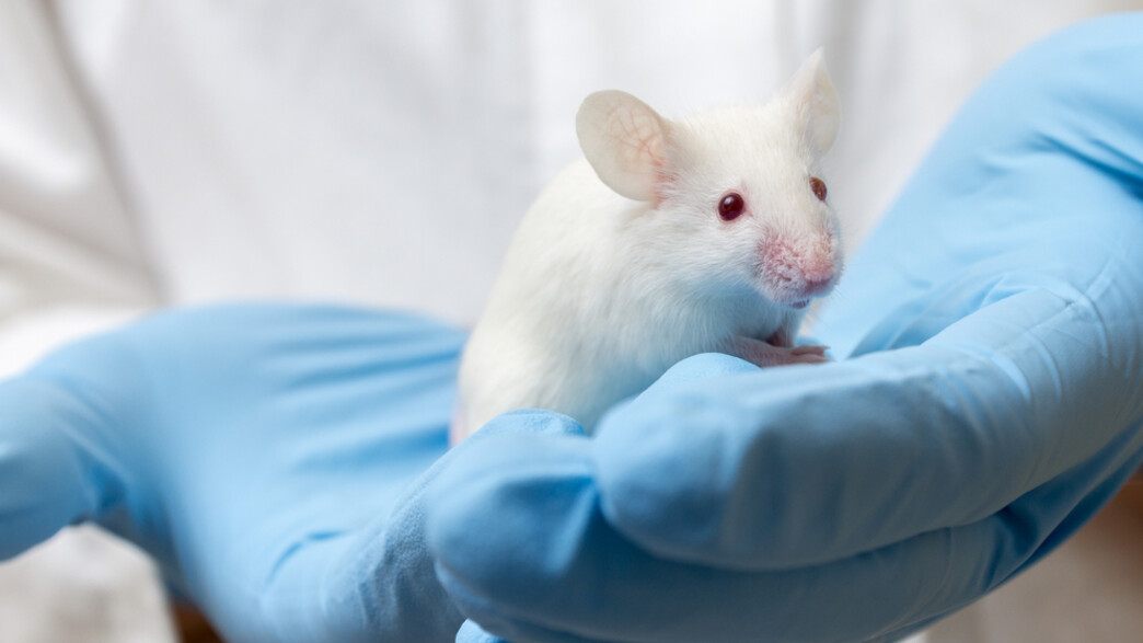 עכבר מעבדה (צילום: Mirko Sobotta, Shutterstock)