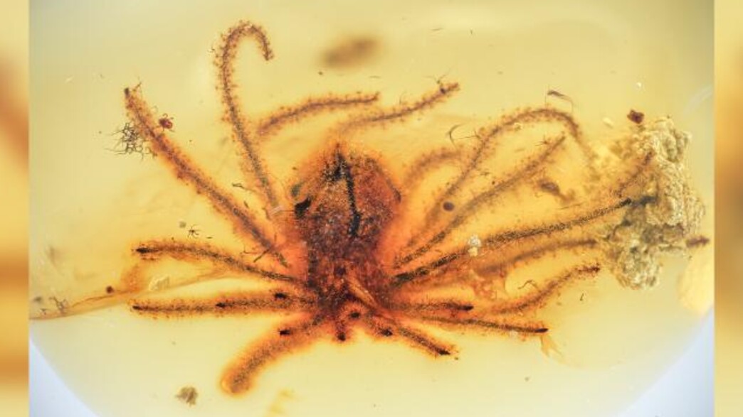 פרחים בני 99 מיליון שנה בתוך אבן ענבר