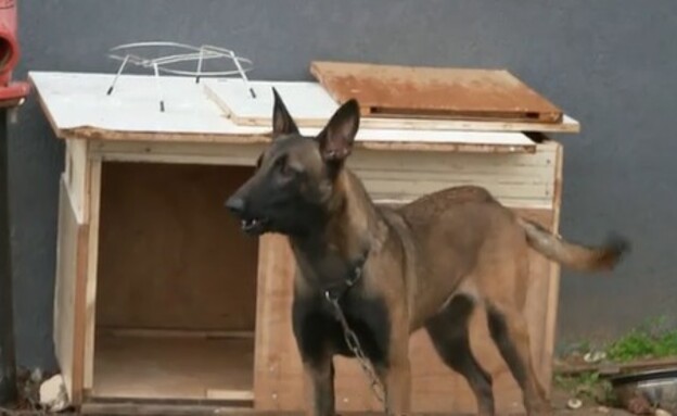 כלב שמירה מחוץ לביתו של לביא (צילום: חדשות 12)