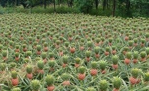 חידת אננסים (צילום: 123rf.com)