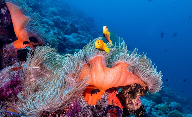 אלמוגים במלדיבים (צילום: Sarah Gauthier )