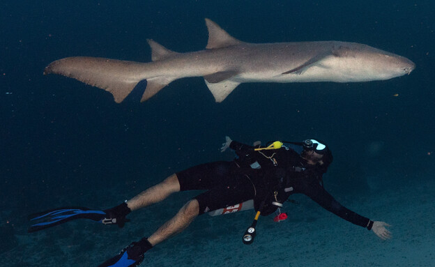 כריש מלדיבים (צילום: Sarah Gauthier)