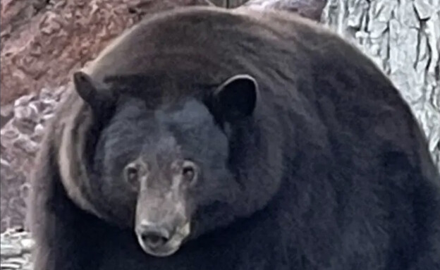 "האנק הטנק", הדוב הענק מקליפורניה שלא מפחד מבני אד (צילום: Bear League)