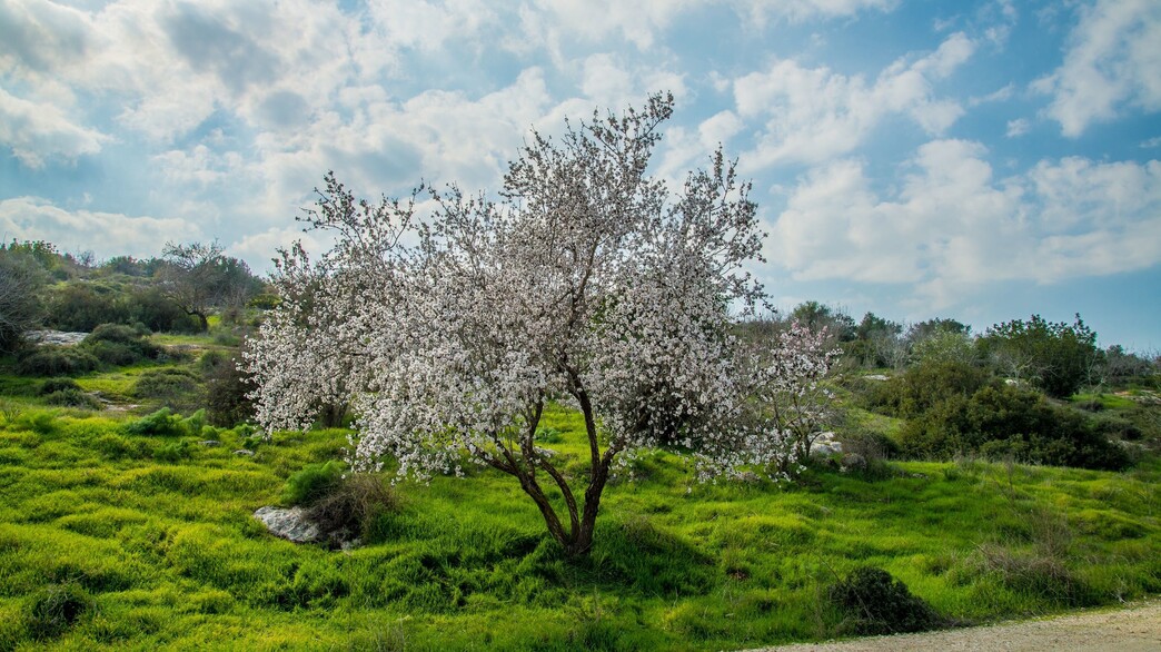 בית גוברין (צילום: מנו גרינשפן)