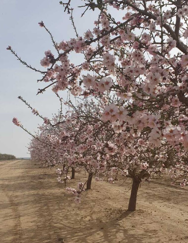 פריחת השקדיות (צילום: מיכה בן גיגי)