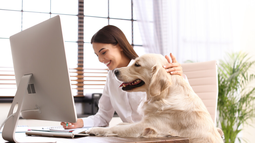 אישה עם כלב אישה עם כלב