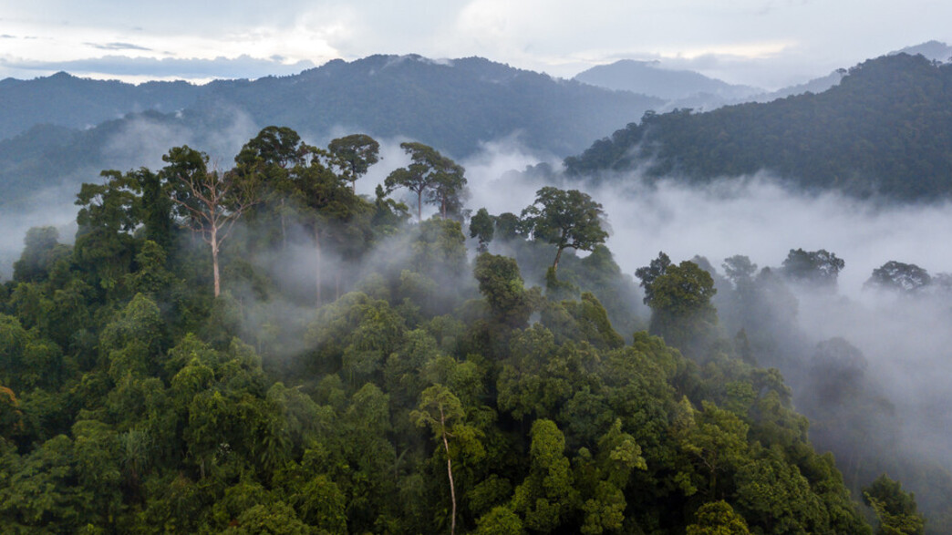 יערות גשם יערות גשם