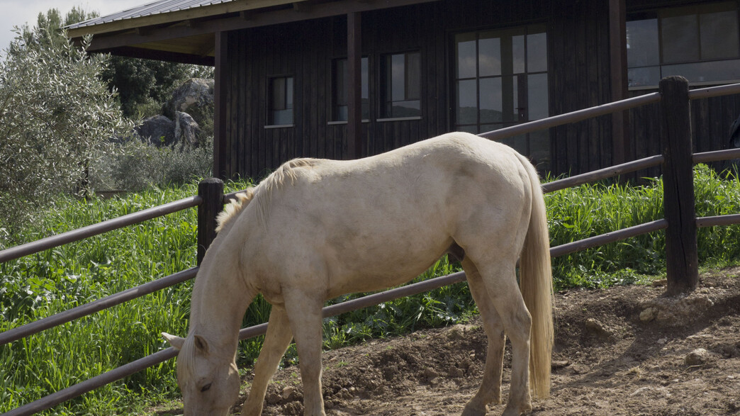 טל וסיאה, ג, 