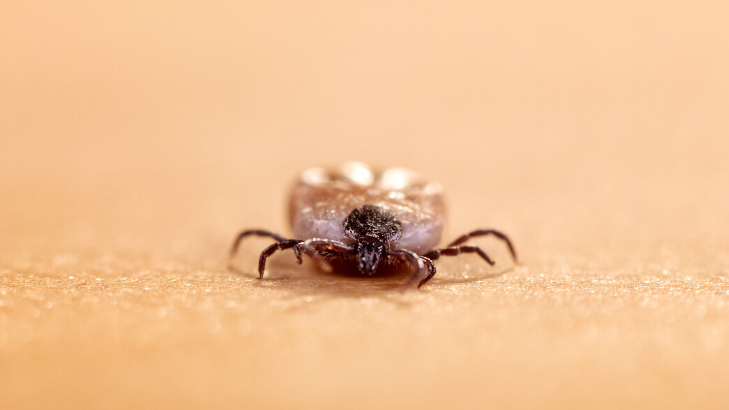 קרציה, אילוסטרציה קרציה, אילוסטרציה