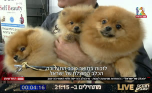 20dogs_vtr2_n20220314_v1 (צילום: חדשות)