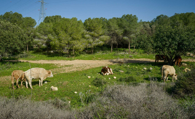 פרות בשדה צפונית לעיר חריש (צילום: AP / FLASH 90, פלאש 90)