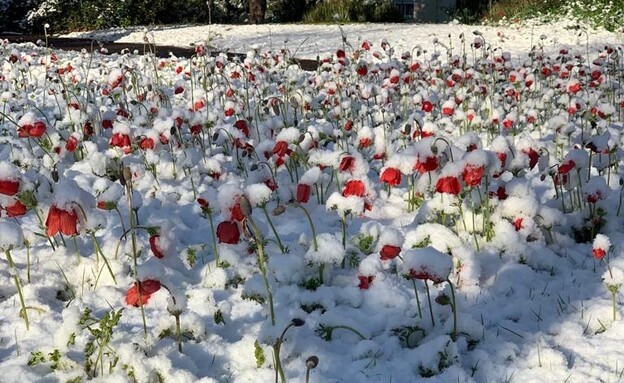 שלג בברעם (צילום: דודו זיו)