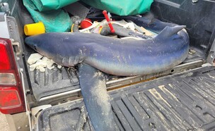 נקבת כריש כחול נפלטה מתה לחופי ישראל (צילום: איליה בסקין, רשות הטבה והגנים)