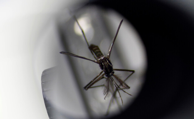 יתוש מזן אדס (צילום: רויטרס)
