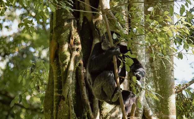 טרק השימפנזות (צילום: Atzmon Dagan)