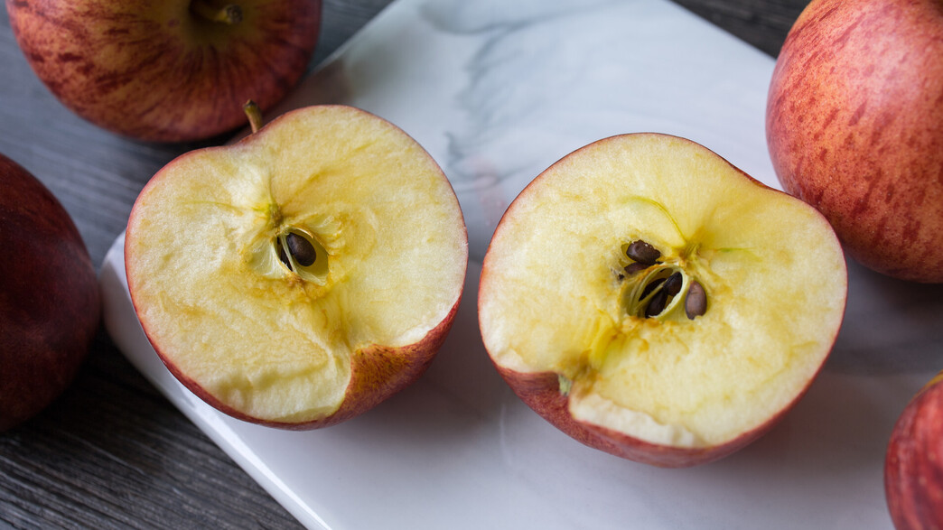 תפוח עץ משחיר תפוח עץ משחיר