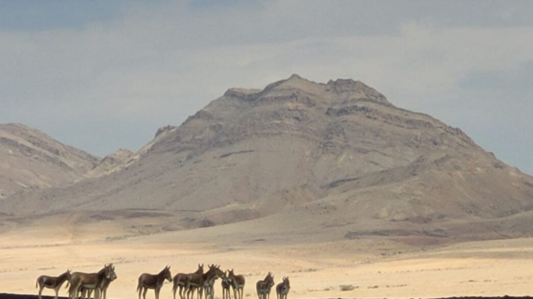 עדר פראים המצוי בסכנת הכחדה עדר פראים המצוי בסכנת הכחדה