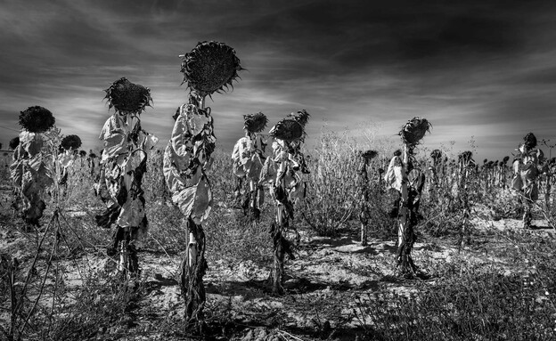 חמניות תחרות תמונות (צילום: © Vicente Ansola, Spain, Winner, Open, Landscape, 2022 Sony World Photography Awards)