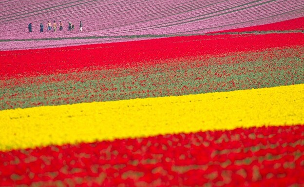 שדות צבעונים (צילום: צילום מסך)