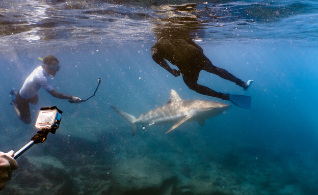 צוללים עם כרישים בחדרה (צילום: בר שטרנבך, החברה להגנת הטבע)