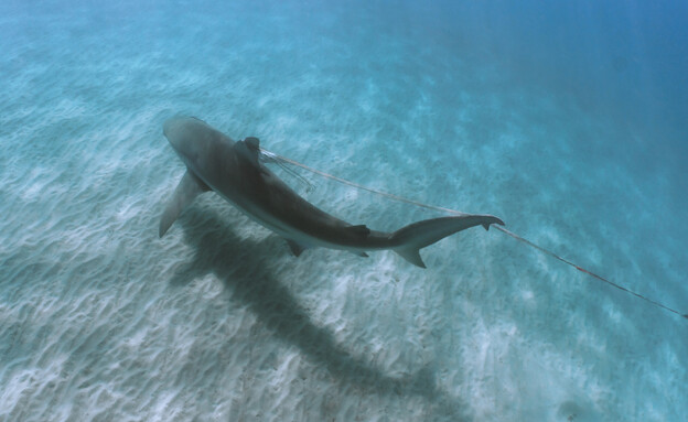 כריש סוחב בחוטי דיג בתחנת הכוח בחדרה (צילום: בר שטרנבך, החברה להגנת הטבע)