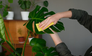 ניקוי צמחים (צילום: Oleg Samoylov, Shutterstock)