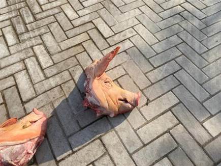 ראשי החזיר שנזרקו (צילום: הפועל תל אביב)