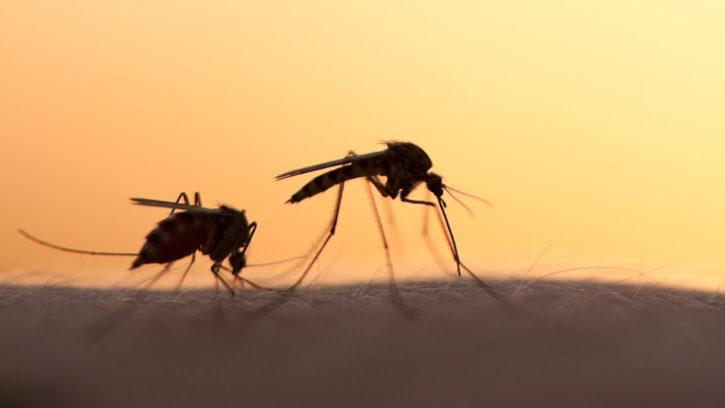 יתושים (צילום: mycteria, ShutterStock)