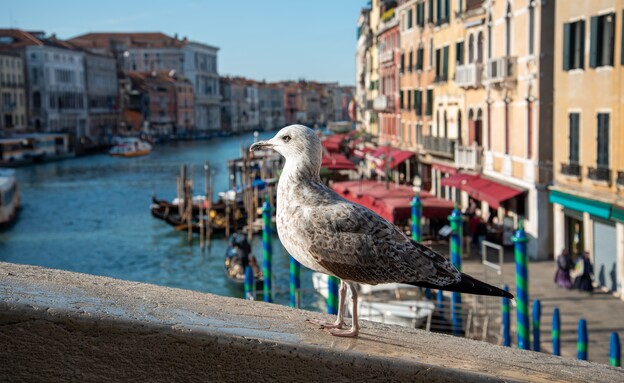 שחפים בונציה (צילום: imagoDens, shutterstock)