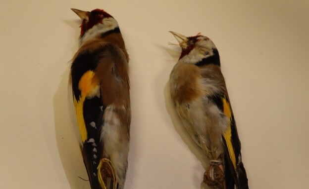 ציפורים ששינו את מבנה גופם עקב משבר האקלים (צילום: אוניברסיטת תל אביב)