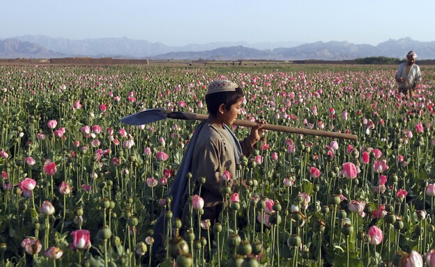 גידול פרגים לייצור אופיום באפגניסטן (צילום: AP)
