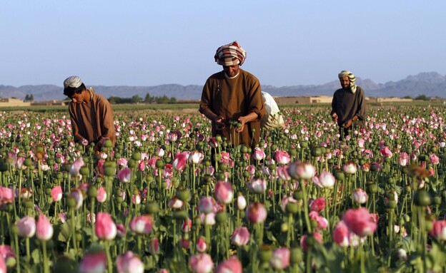גידול פרגים לייצור אופיום באפגניסטן (צילום: AP)