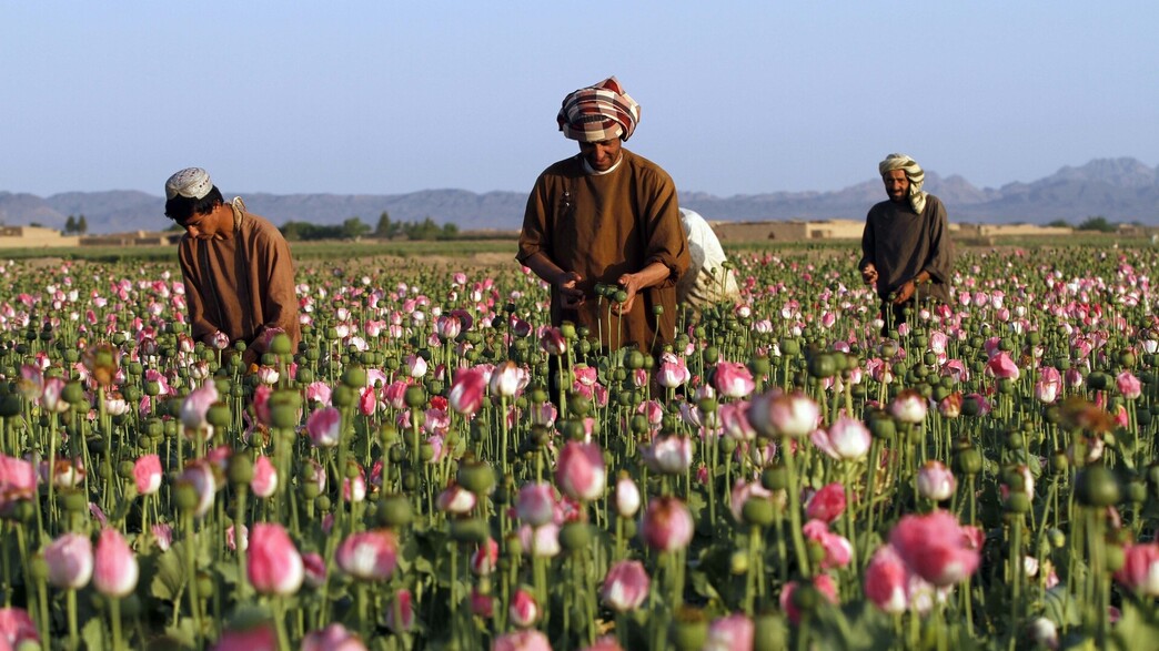 גידול פרגים לייצור אופיום באפגניסטן