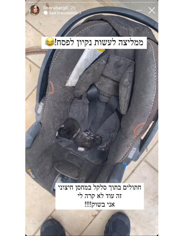 לינור אברג'יל והחתולים (צילום: מתוך אינסטגרם, instagram)