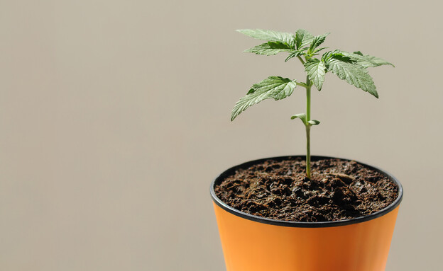 גידול עציץ קנאביס ביתי (צילום: Cannabis_Pic, shutterstock)