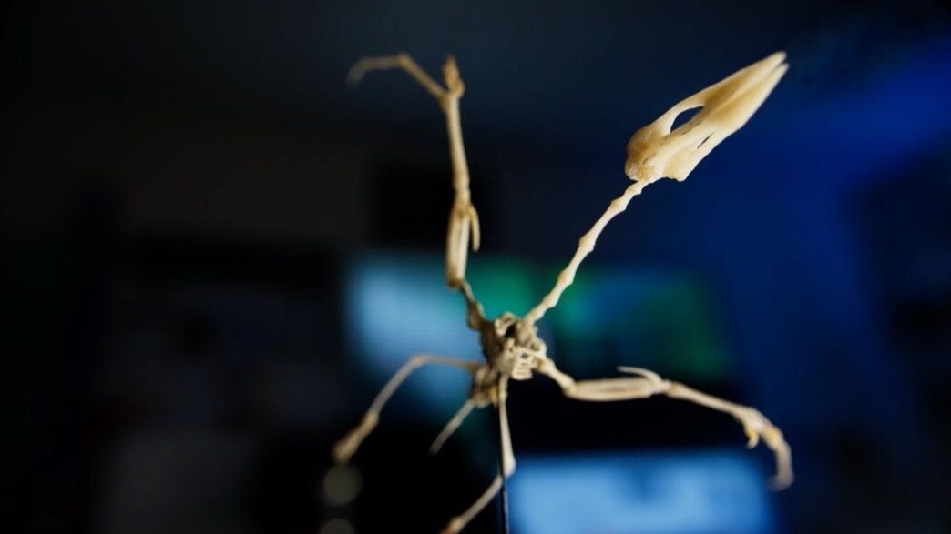 שריד דינוזאור שמת מפגיעת האסטרואיד