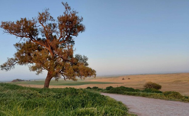 עץ בודד (צילום: אביב בצון)