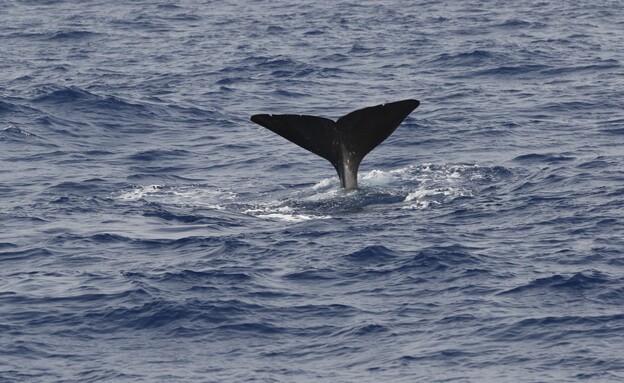 לווייתן ראשתן בים התיכון לחופי חיפה (צילום: קים קובו, אוניברסיטת חיפה)