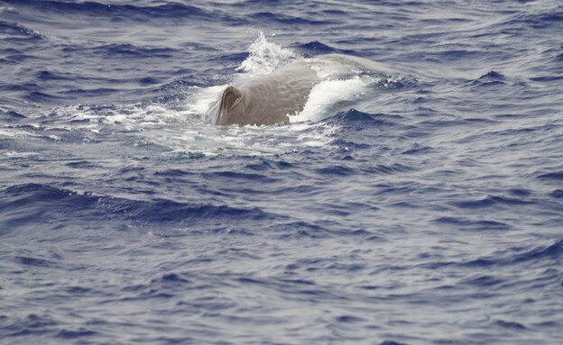 לווייתן ראשתן מול חופי חיפה (צילום: אלעד איבס, Greenpeace)